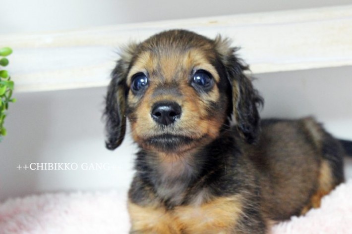 カニンヘンダックス【特選犬候補】のサムネイル